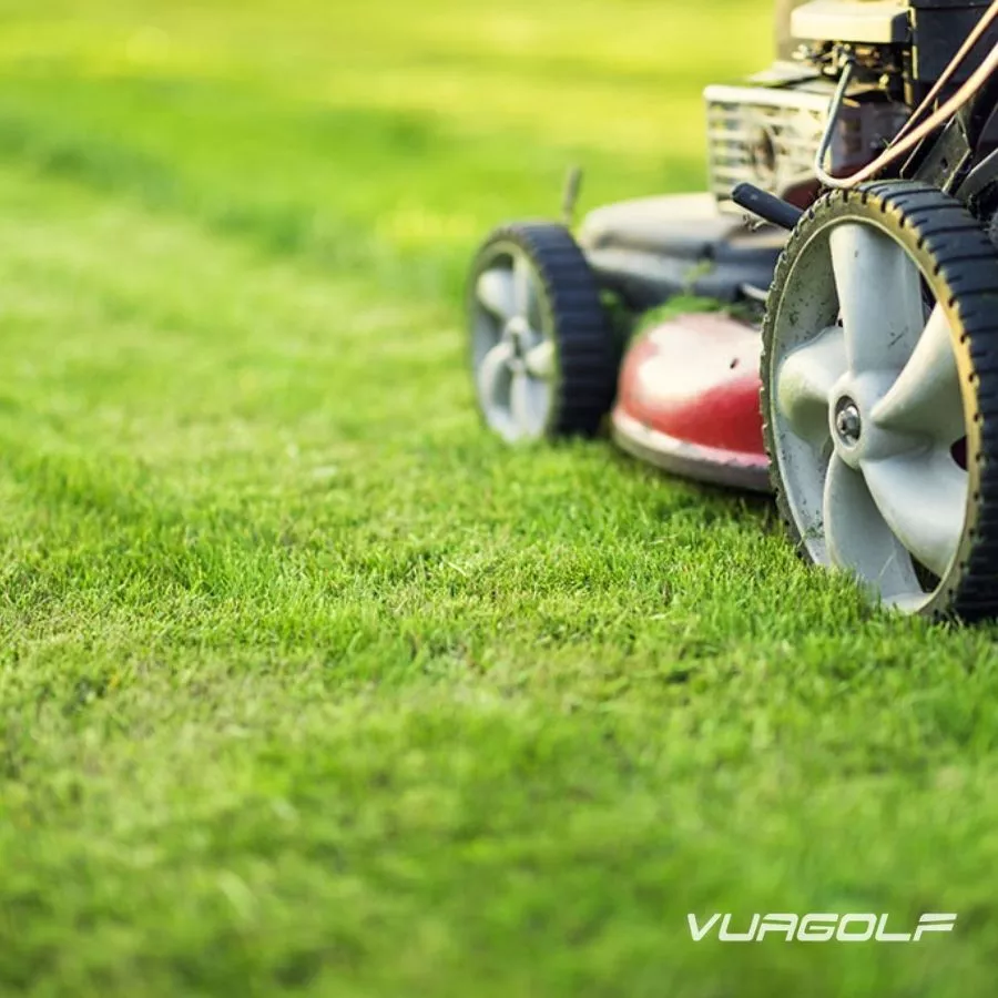 Top 8 loại cỏ sân golf tốt nhất – Kỹ thuật chăm sóc cỏ từ chuyên gia